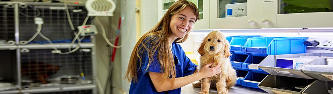 一名兽医学生在给狗治疗时露出微笑